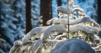 Las w sieci – leśne symbole świąt-25702