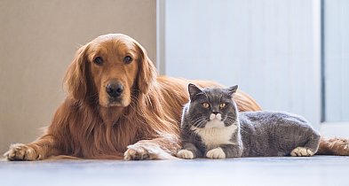 Płońsk z programem bezpłatnej sterylizacji, kastracji i czipowania