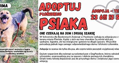 Płońskie psiaki, które potrzebują odpowiedzialnego domu i bliskości człowieka