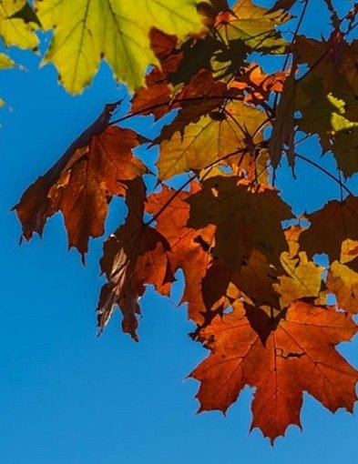 Płońsk w sieci - Jesień w lesie-24914