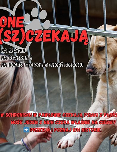 Płońskie psiaki, które potrzebują odpowiedzialnego domu i bliskości człowieka