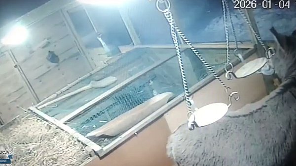 Płońsk Włamał się do skarbonek w szopce