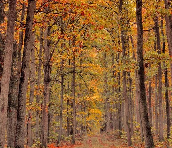 Płońsk w sieci - Jesień w lesie - 24914