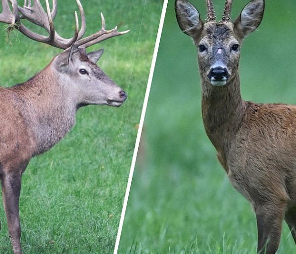 Sarna nie jest „żoną jelenia” - 25025