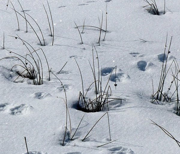 Tropy i ślady to nie to samo - 25118