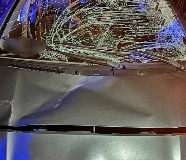 Przed toyotę nagle wbiegł łoś...-25470