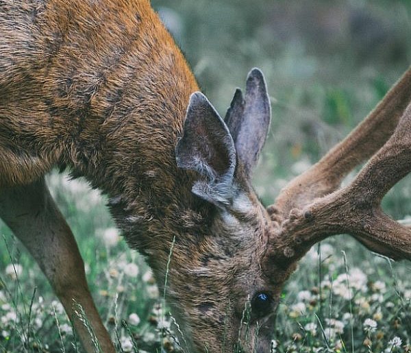 Nie każde „rogi” to rogi - 25482