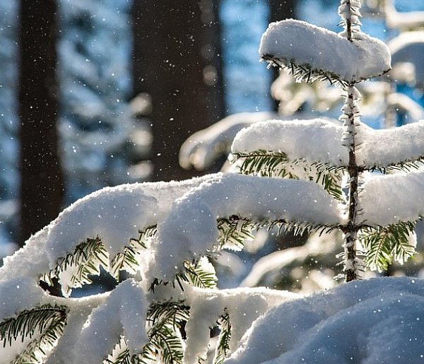 Las w sieci – leśne symbole świąt - 25702