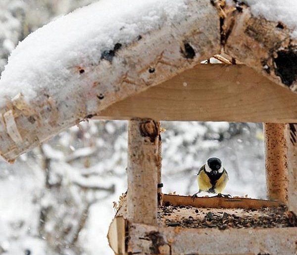 Las w sieci – zima przy karmniku - 25804