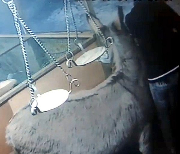 Policjanci zatrzymali sprawcę włamania do skarbonek w szopce bożonarodzeniowej-25888