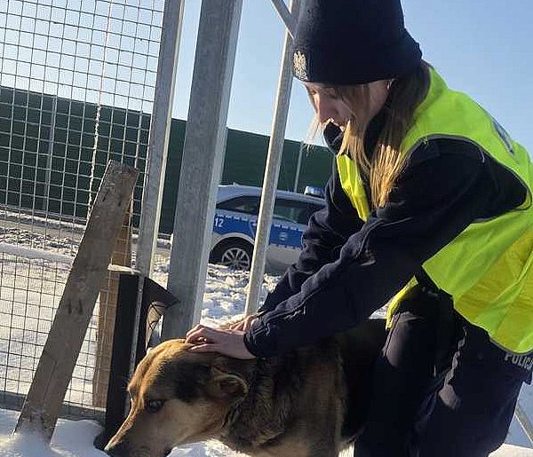 Na ratunek psu. Przykład dobrej współpracy i odpowiedzialnej reakcji-25948