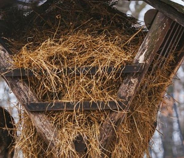 Las w sieci - co z dokarmianiem leśnych zwierząt?