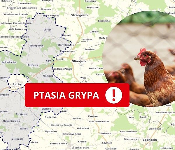 Grypa ptaków w powiecie płońskim – cztery miejscowości z ogniskami choroby