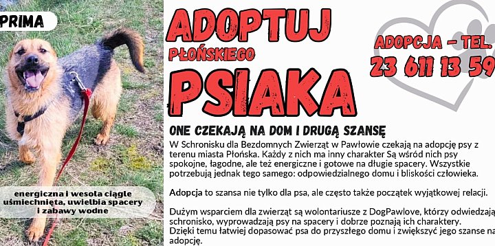 Płońskie psiaki, które potrzebują odpowiedzialnego domu