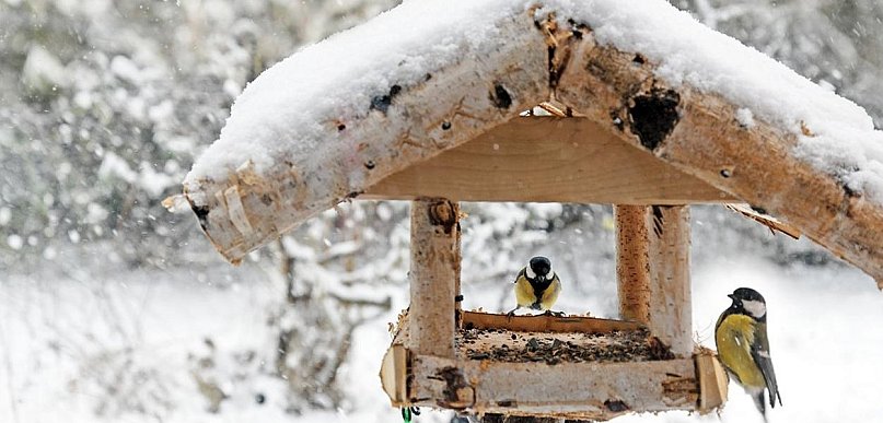 Las w sieci – zima przy karmniku, czyli jak mądrze pomagać ptakom
