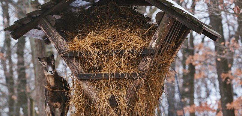 Las w sieci - co z dokarmianiem leśnych zwierząt?