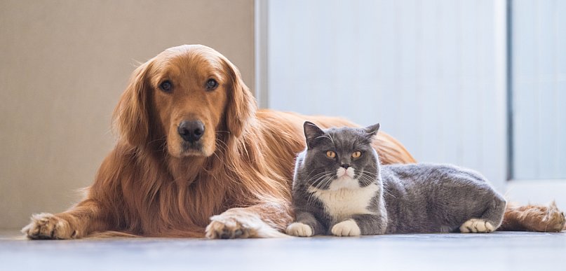 Płońsk z programem bezpłatnej sterylizacji, kastracji i czipowania