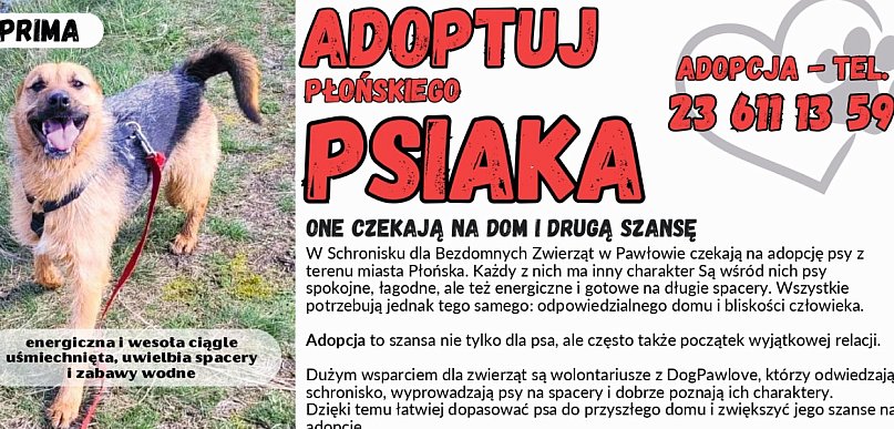 Płońskie psiaki, które potrzebują odpowiedzialnego domu i bliskości człowieka
