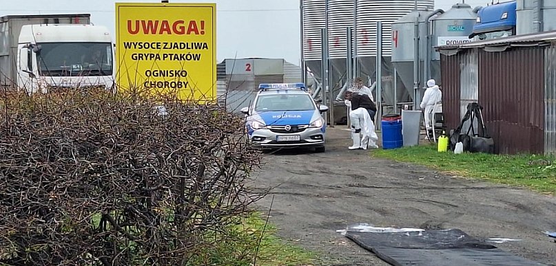 Ognisko ptasiej grypy w gminie Baboszewo. Chodzi o tysiące kaczek