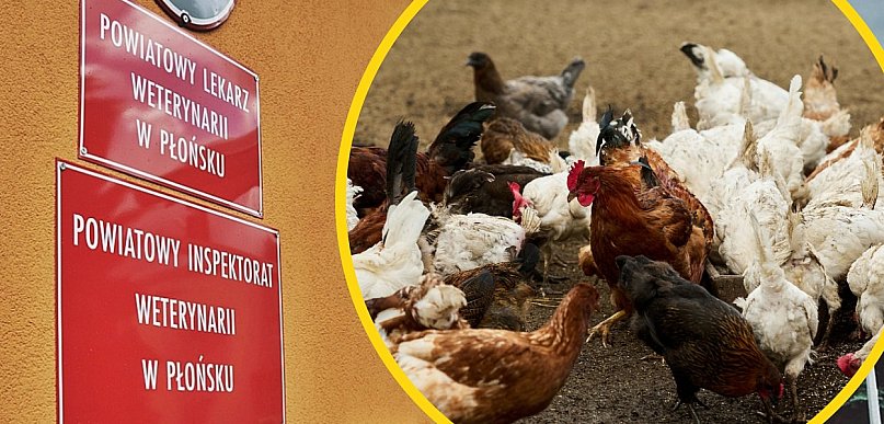 Kontrole lekarzy weterynarii w gospodarstwach z drobiem