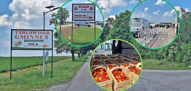 Czerwińska truskawka wróciła na targowisko. Sezon trudniejszy niż zwykle
