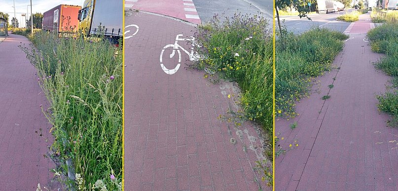 Zarośnięte chodniki i ścieżka rowerowa. Mieszkańcy zgłaszają problem