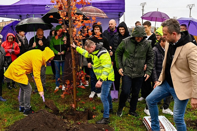50 nowych drzew w Płońsku