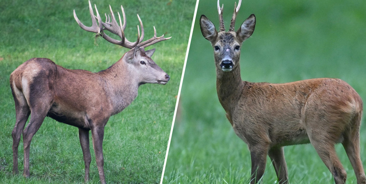 Sarna nie jest „żoną jelenia”