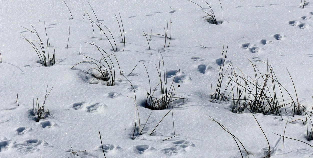 Tropy i ślady to nie to samo