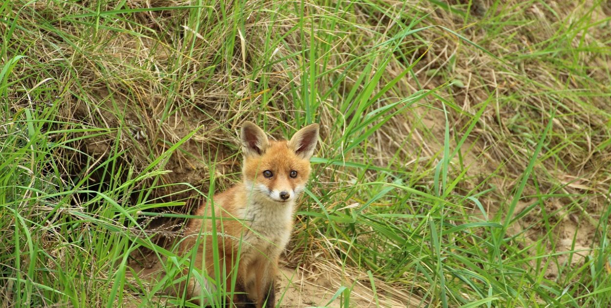 foto za Związek Łowiecki Zarząd Okręgowy w Ciechanowie