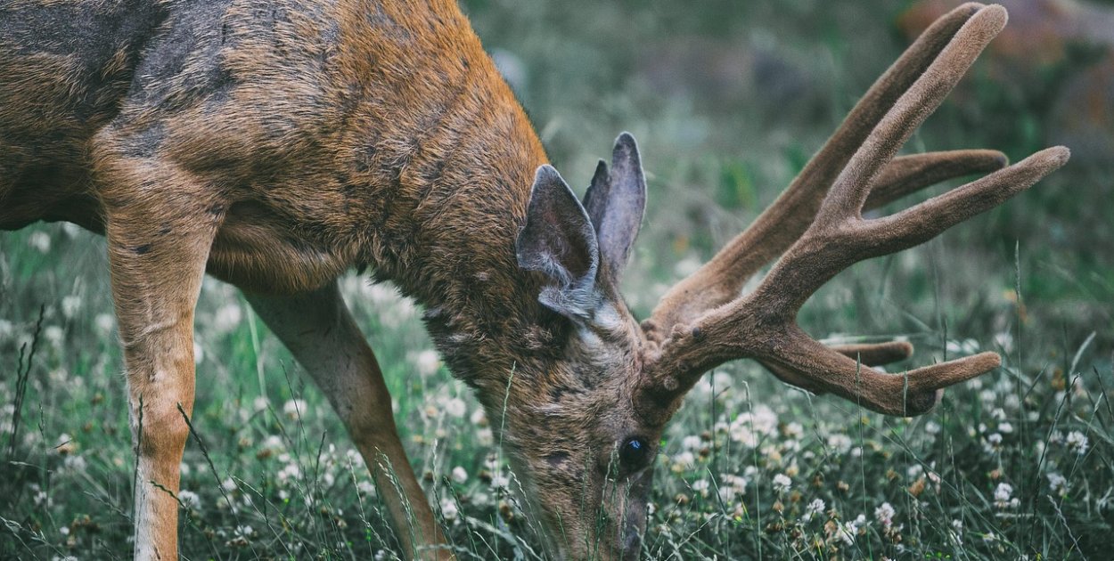 Nie każde „rogi” to rogi