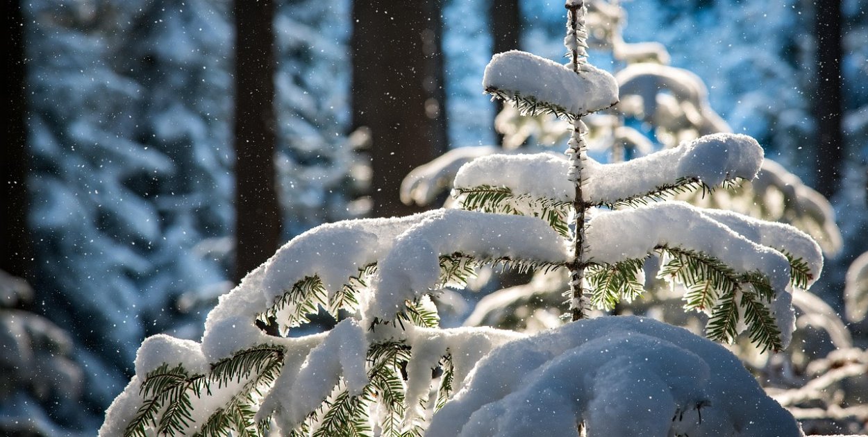 Las w sieci – leśne symbole świąt