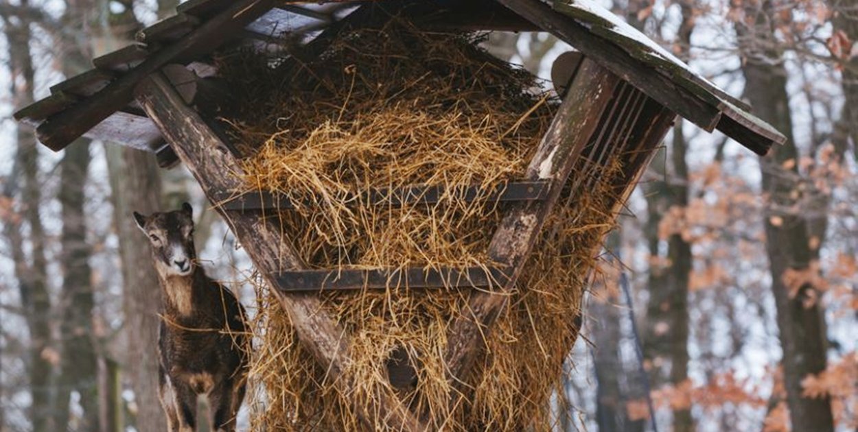 Las w sieci - co z dokarmianiem leśnych zwierząt?