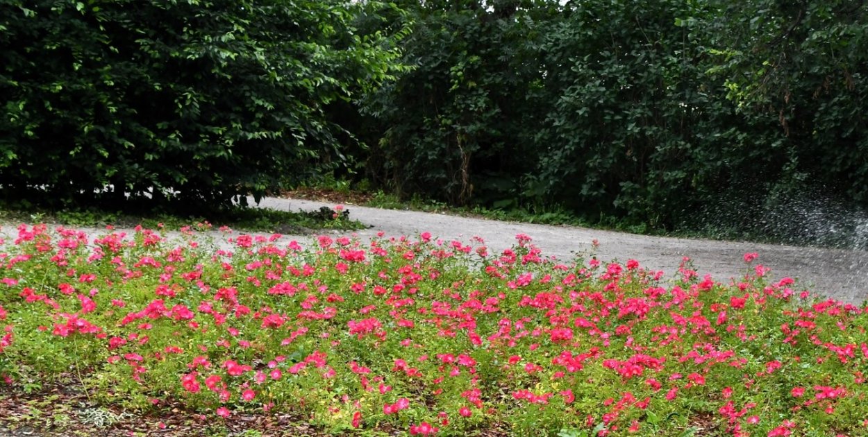 Płońszczanie w większości za parkiem imienia Sienkiewicza