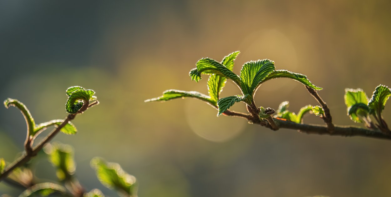 Las w sieci... Wiosenna pobudka